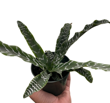 Cryptanthus 'Betty'