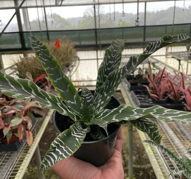 Cryptanthus 'Betty'