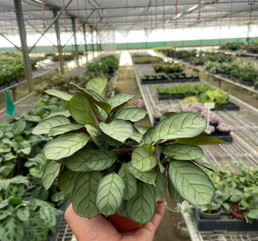 Ctenanthe burle-marxii 'Amagris'