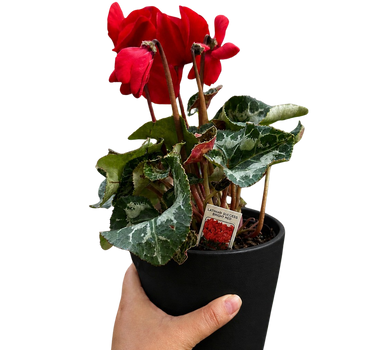 Cyclamen 'Red'