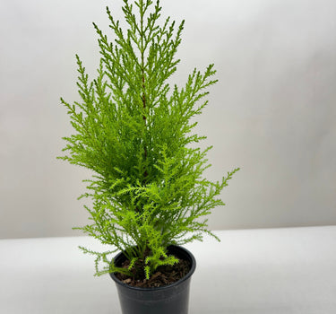 Cypress Lemon