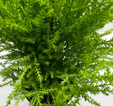 Cypress Lemon