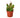 Zygocactus 'Christmas Cactus'