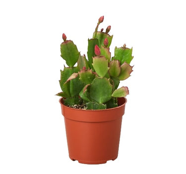 Zygocactus 'Christmas Cactus'