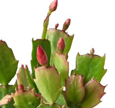 Zygocactus 'Christmas Cactus'