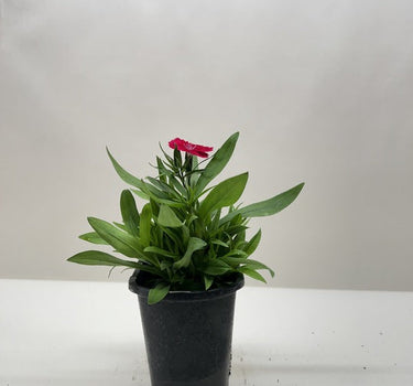 Dianthus