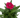 Dianthus