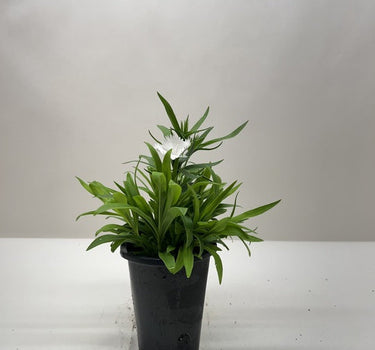 Dianthus