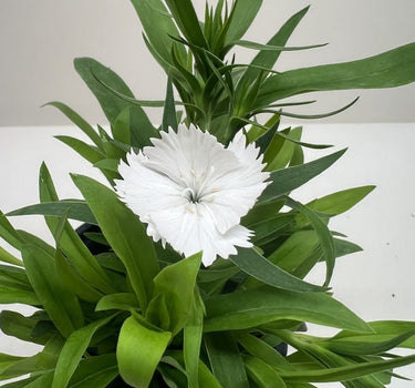 Dianthus