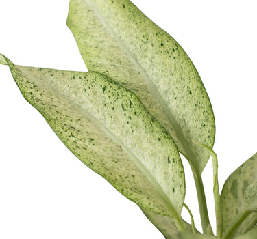 Dieffenbachia 'Camouflage'