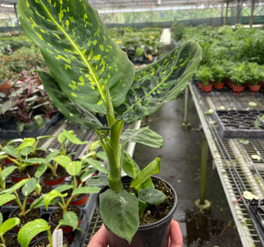 Dieffenbachia 'Reflector'