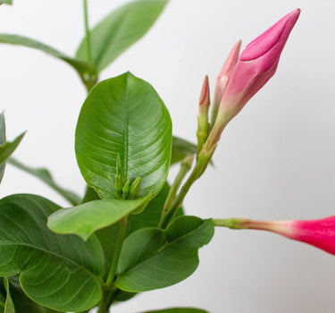 Dipladenia Premier Hot Pink