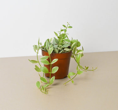 Succulent Dischidia Cascade