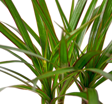 Dracaena Marginata Cane