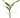 Dracaena 'Sanderiana'