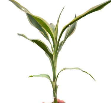 Dracaena 'Sanderiana'
