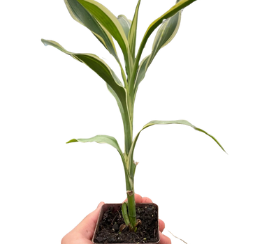 Dracaena 'Sanderiana'