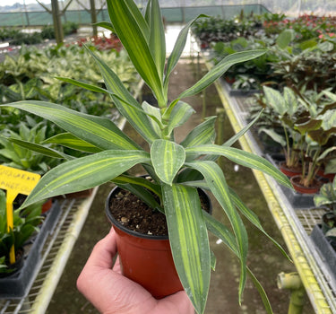 Dracaena 'Song of Jamaica'