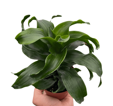 Dracaena 'Twister'