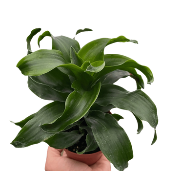 Dracaena 'Twister'