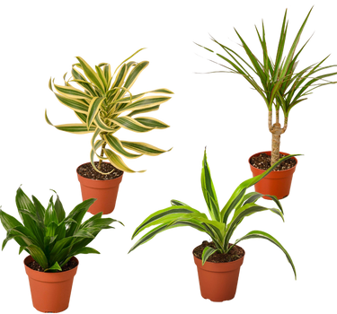 4 Different Dracaenas Variety Pack - Live House Plant - 4" Pot