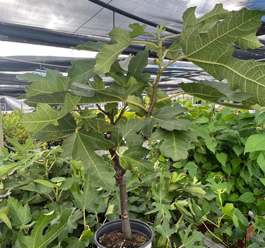 ED Fig