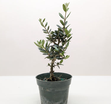 Common Olive Tree (Olea europaea)
