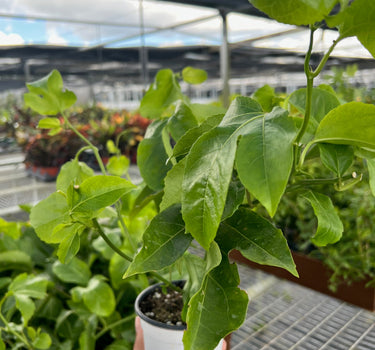 ED Passion Fruit