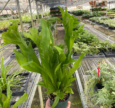 Fern 'Green Flame'
