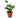 Fern 'Heart'