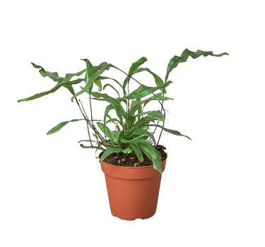 Fern 'Kangaroo Paw'