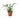 Fern 'Kangaroo Paw' - 4" Pot - NURSERY POT ONLY