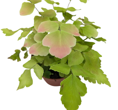 Fern Large Leaf Maidenhair
