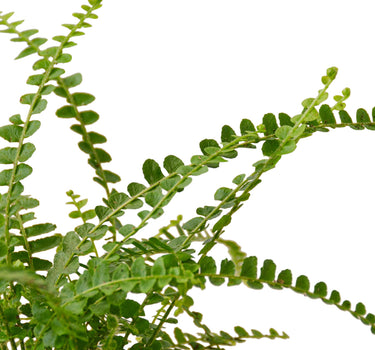 Fern 'Lemon Button'