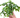 Fern 'Nicolas Diamond'