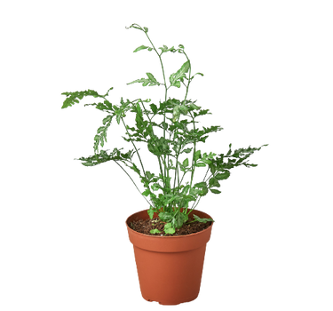 Fern 'Silver Lace'