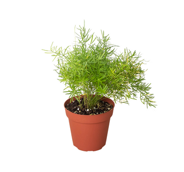 Fern 'Sprengeri'
