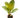 Ficus 'shivereana' (Moonshine)