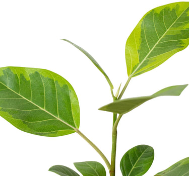 Ficus Altissima 'Yellow Gem'