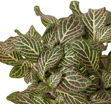 Fittonia 'Pink'