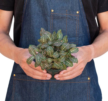 Fittonia 'Pink'