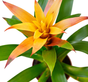 Guzmania Bromeliad 'Orange'