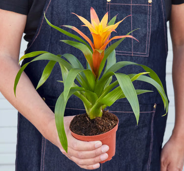 Guzmania Bromeliad 'Orange'
