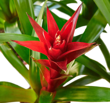 Guzmania Bromeliad 'Red'