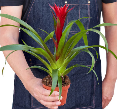 Guzmania Bromeliad 'Red'