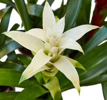 Bromeliad Guzmania 'White'