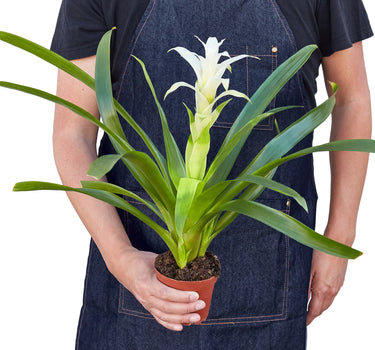 Bromeliad Guzmania 'White'