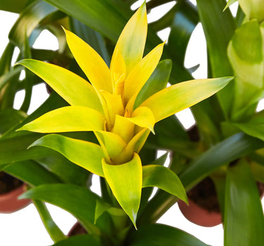 Guzmania Bromeliad 'Yellow'