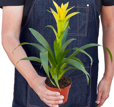 Guzmania Bromeliad 'Yellow'
