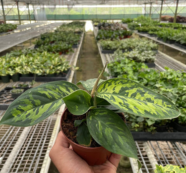 Homalomena 'Camouflage'